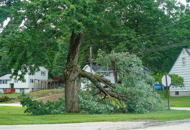 Best Tree Health Inspection  in Walden, TN